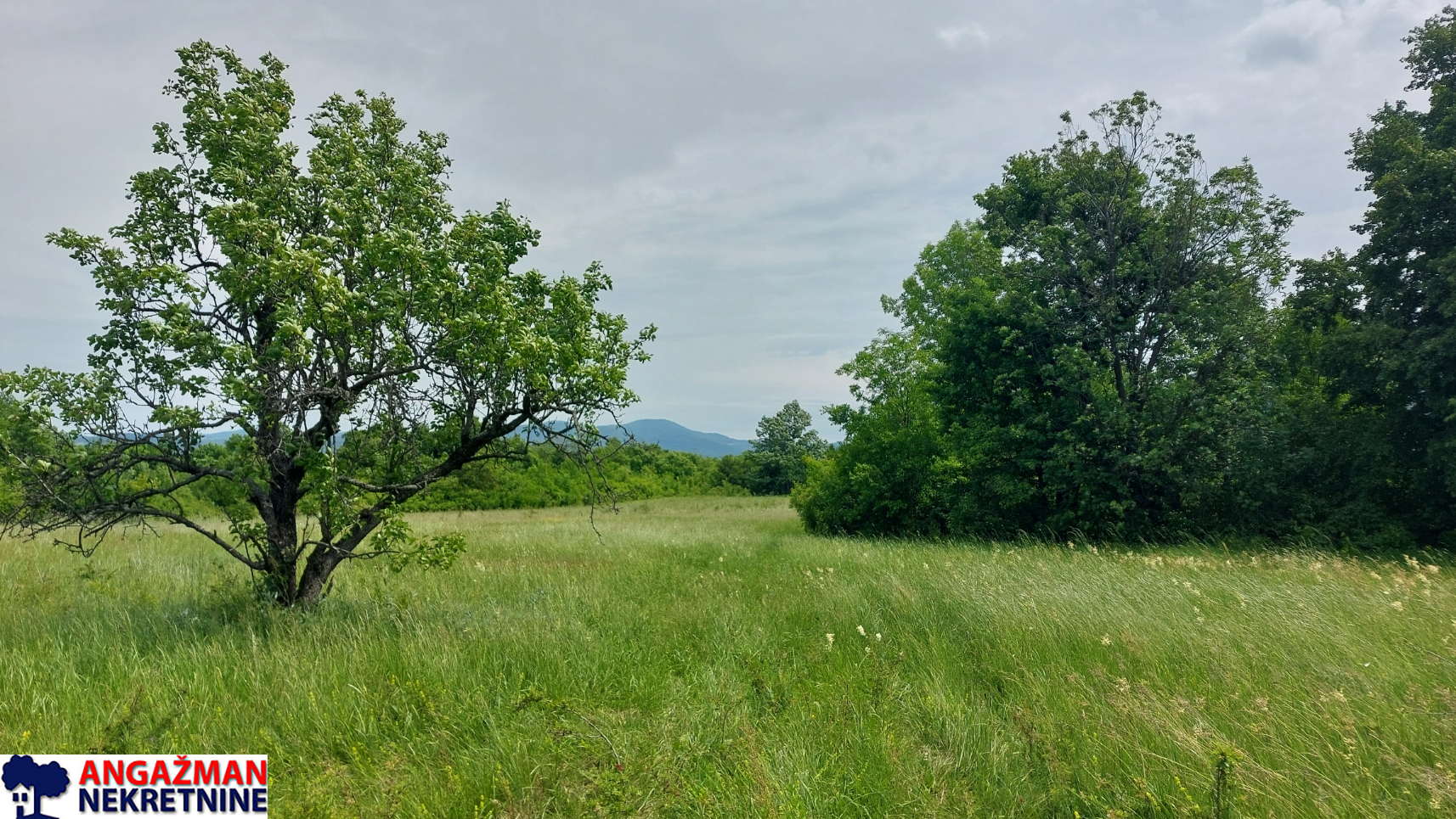 Boljevac, Rtanj – Mirovo 1ha 86a 59kvm ID#27583
