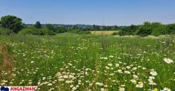 Barajevo – Veliki borak 1ha 60ari 52kvm