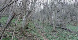 Boljevac, Rtanj – Jablanica 4ha 65a 51kvm