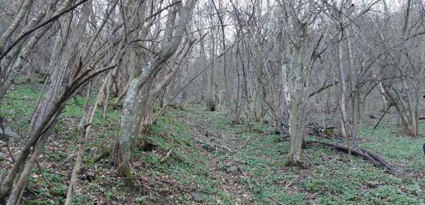 Boljevac, Rtanj – Jablanica 4ha 65a 51kvm