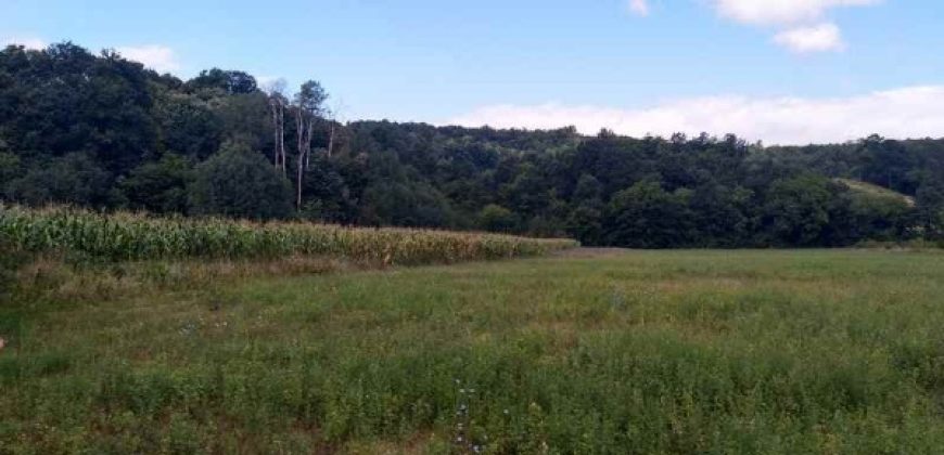 Boljevac, Rtanj – Jablanica 1ha 28ari i 82kvm