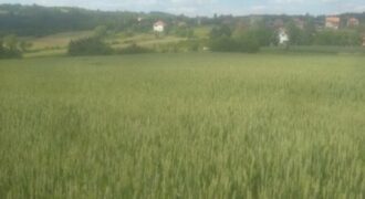 Sopot – Babe 1ha 1ar 70kvm