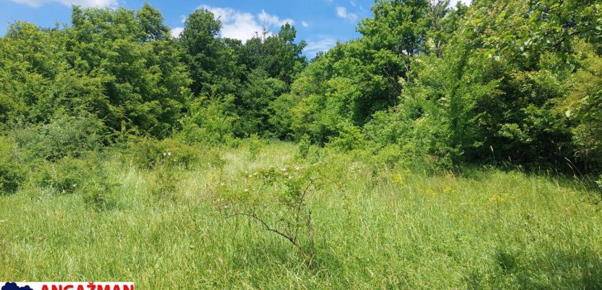 Boljevac, Rtanj – Mirovo 2ha 70ari 67kvm