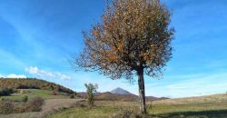 Boljevac, Rtanj – Dobro polje 3ha 69a 06kvm