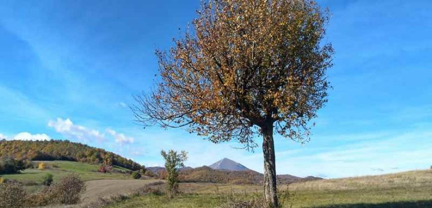 Boljevac, Rtanj – Dobro polje 3ha 69a 06kvm