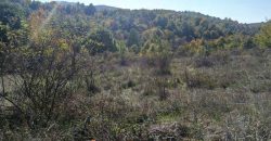 Boljevac, Rtanj – Bačevica 3ha 39a 60kvm