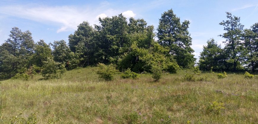 Boljevac, Rtanj – Rujište 85ari