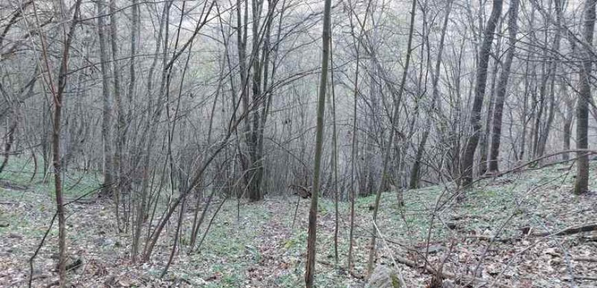 Boljevac, Rtanj – Jablanica 4ha 65a 51kvm