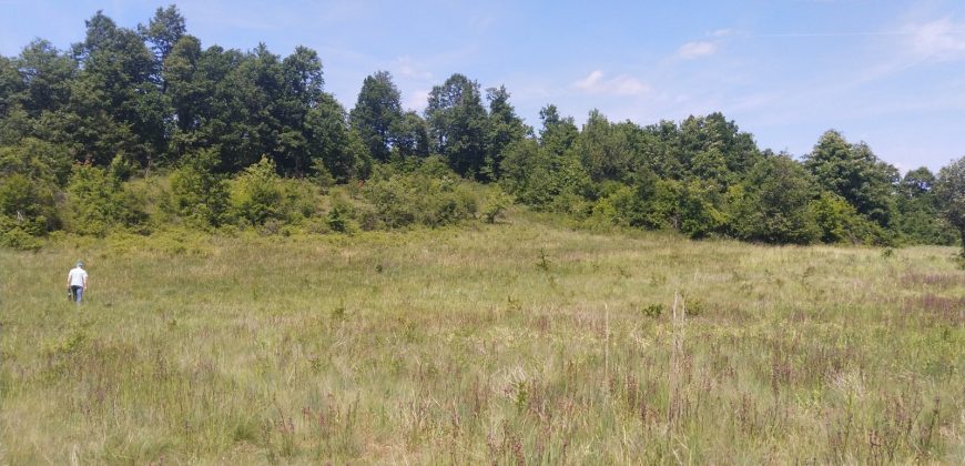 Boljevac, Rtanj – Rujište 85ari