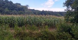 Boljevac, Rtanj – Jablanica 1ha 28ari i 82kvm