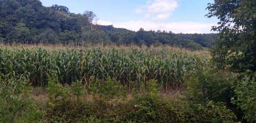 Boljevac, Rtanj – Jablanica 1ha 28ari i 82kvm