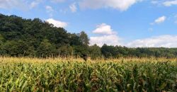 Boljevac, Rtanj – Jablanica 1ha 28ari i 82kvm