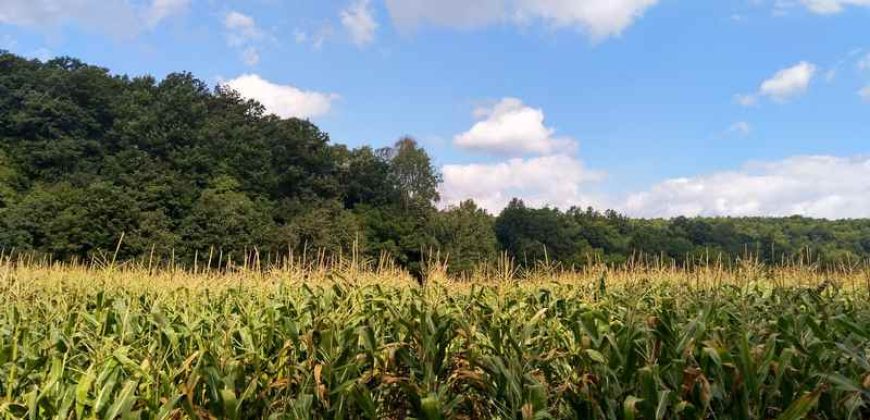 Boljevac, Rtanj – Jablanica 1ha 28ari i 82kvm