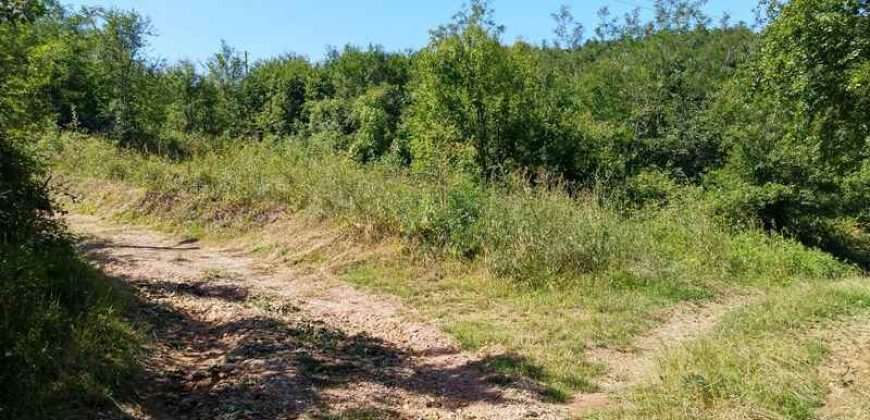 Boljevac, Rtanj – Osnić 85,51Ara