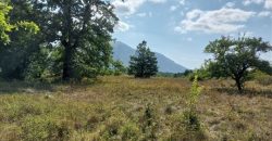 Parcele sa starom kućom 2ha7a31kvm