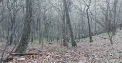 Boljevac, Rtanj – Jablanica 4ha 65a 51kvm