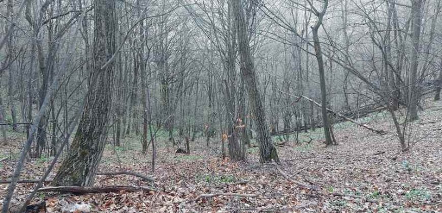 Boljevac, Rtanj – Jablanica 4ha 65a 51kvm