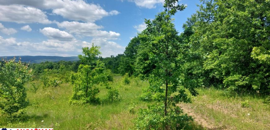 Boljevac, Rtanj – Mirovo 2ha 70ari 67kvm