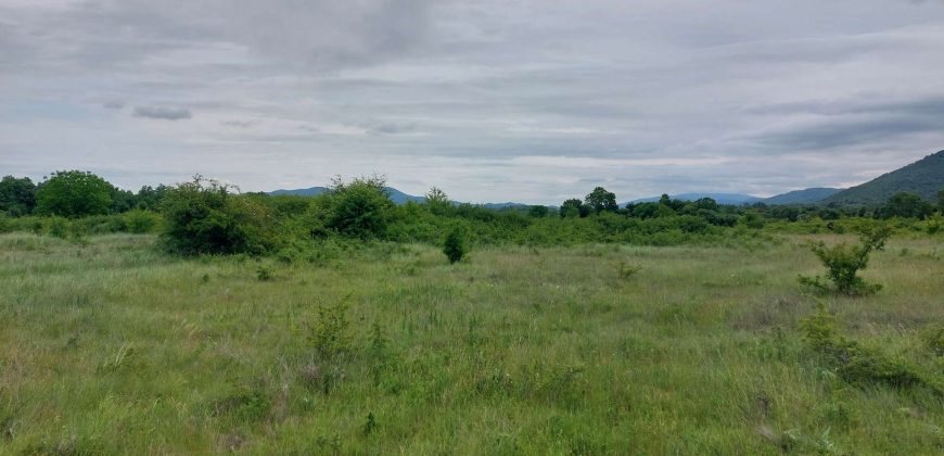 Boljevac, Rtanj – Mirovo 38,82ara