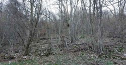 Boljevac, Rtanj – Jablanica 4ha 65a 51kvm