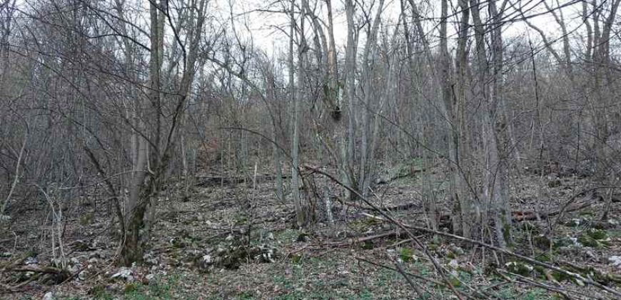 Boljevac, Rtanj – Jablanica 4ha 65a 51kvm