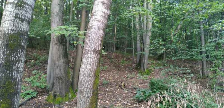 Boljevac, Rtanj – Jablanica 1ha 28ari i 82kvm