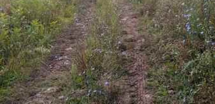 Boljevac, Rtanj – Jablanica 1ha 28ari i 82kvm