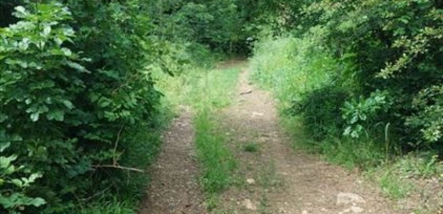 Boljevac, Rtanj – Mirovo 20,57ari