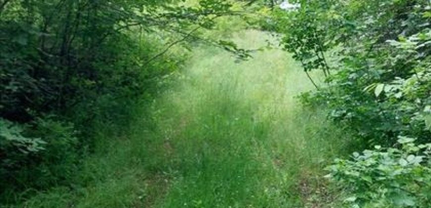 Boljevac, Rtanj – Mirovo 20,57ari