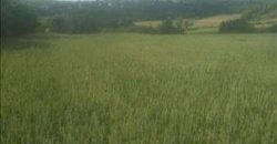 Sopot – Babe 72,11a – dve njive