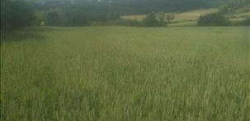 Sopot – Babe 1ha 1ar 70kvm