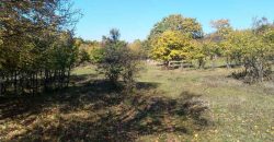 Rtanj, Lukovo – Golemo polje 3ha 82ara 29kvm