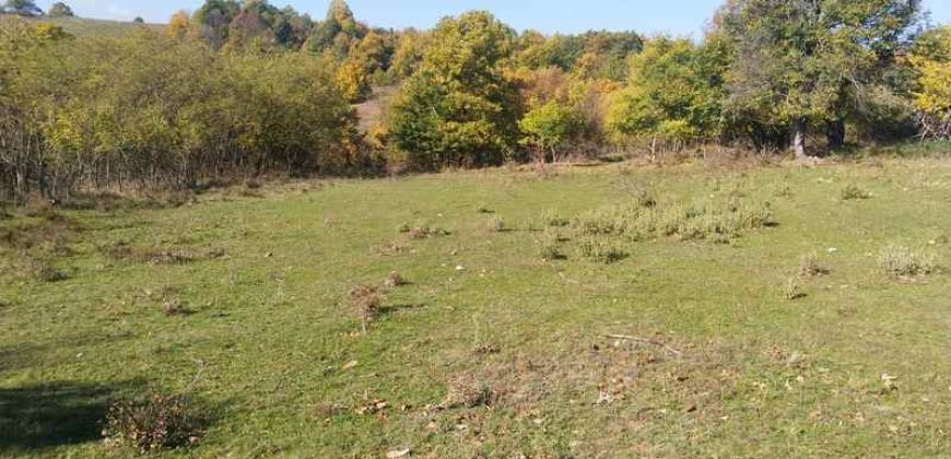 Rtanj, Lukovo – Golemo polje 3ha 82ara 29kvm