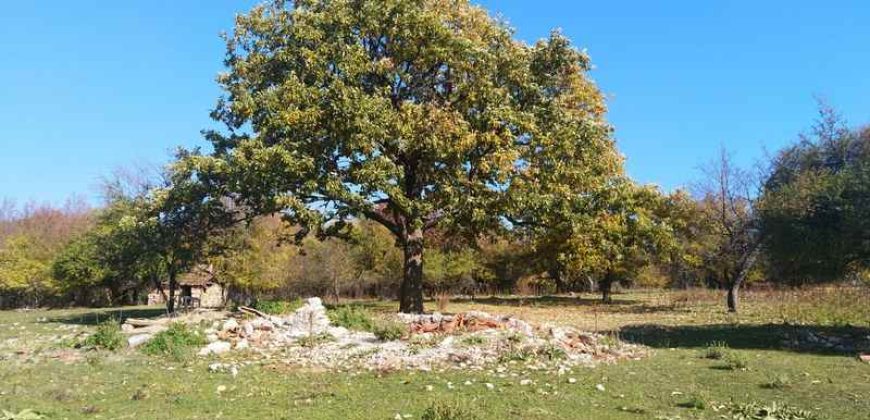 Rtanj, Lukovo – Golemo polje 3ha 82ara 29kvm