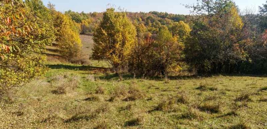 Rtanj, Lukovo – Golemo polje 3ha 82ara 29kvm