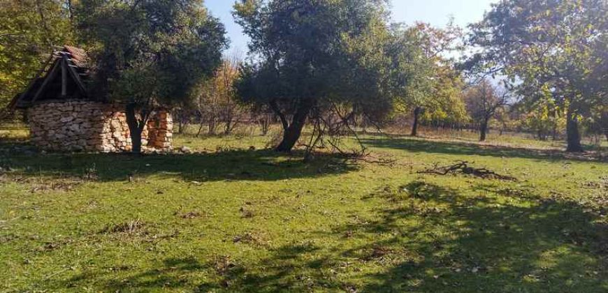 Rtanj, Lukovo – Golemo polje 3ha 82ara 29kvm