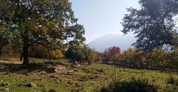 Rtanj, Lukovo – Golemo polje 3ha 82ara 29kvm