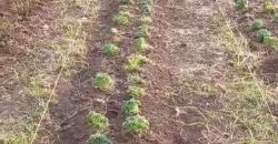 Sopot – Popović 66ari