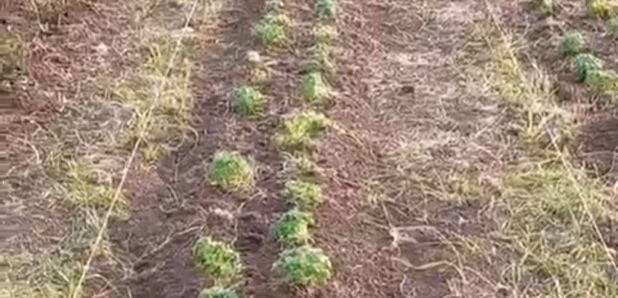 Sopot – Popović 66ari