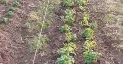 Sopot – Popović 66ari