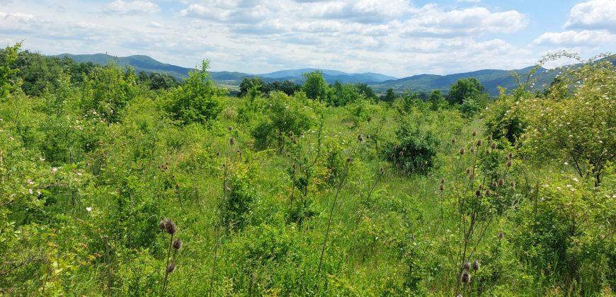 Boljevac, Rtanj – Mirovo 1ha 21ar 4kvm