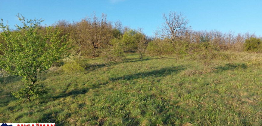 Zaječar – Lasovo 2ha 84ara 52kvm